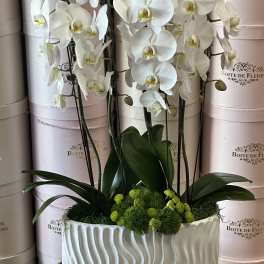White orchids in a white textured planter with green moss accents