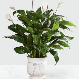 White peace lilies in a white pot with a ribbon