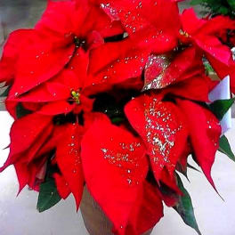 Red poinsettia plant in a brown pot with glittered bracts