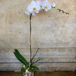White orchid plant in a glass container with shells