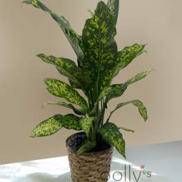 SOLD OUT | Cheetah Dieffenbachia