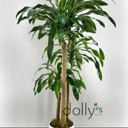 SOLD OUT | Dracaena Fragrans 5ft (152cm) - 6ft (183cm)
