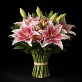 Stargazer Lilies (STEMS ONLY - NO VASE)