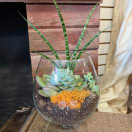 Succulent arrangement in a glass bowl with tall striped leaves