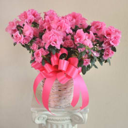 Pink azalea flowers in a woven basket with a bright ribbon bow