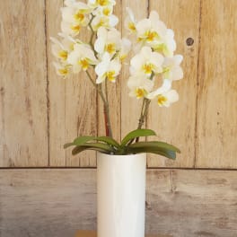 White orchid plant in a tall white vase