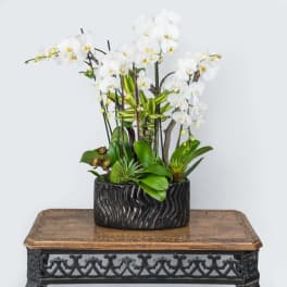 White orchids arranged in a black ceramic planter