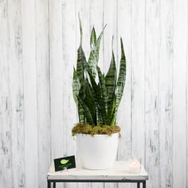 Sanseveria