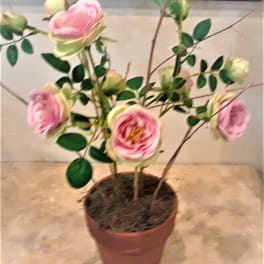 Potted arrangement with pink rose-like blooms and green leaves