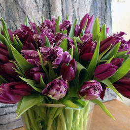 Purple tulips and fringed carnations in a clear glass vase