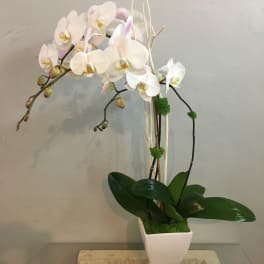 White orchid arrangement in a square white vase