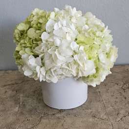 White and pale green hydrangeas arranged in a white container