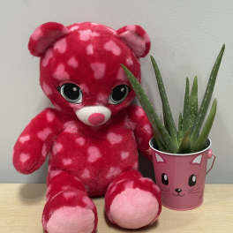 Pink teddy bear beside a small potted succulent in a cat-face container