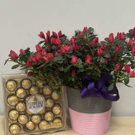 Blooming Azalea & Chocolates