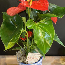 Potted red anthurium plant in a blue-and-white ceramic pot