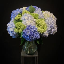 Blue, white, and green hydrangeas in a glass vase