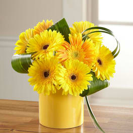 Yellow gerbera daisies in a yellow vase with curled green leaves