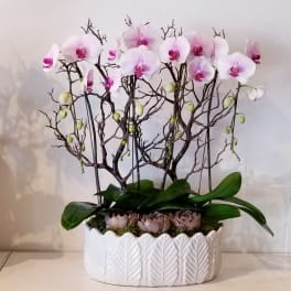 Pink orchid arrangement in a white ceramic planter with succulents
