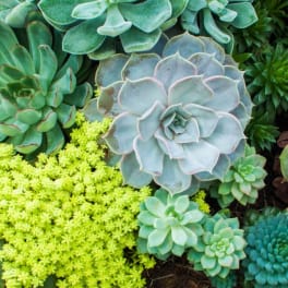 Cluster of assorted succulents in green, blue, and purple tones