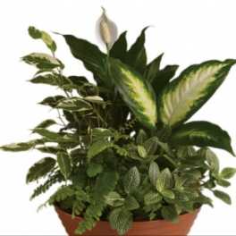 Potted arrangement of assorted green houseplants in a terracotta planter