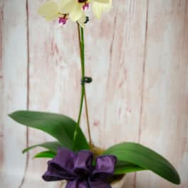 Potted yellow orchid plant with a tall blooming stem and purple bow at the base