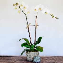 White orchid plant in a rustic pot with a small succulent on a wooden surface