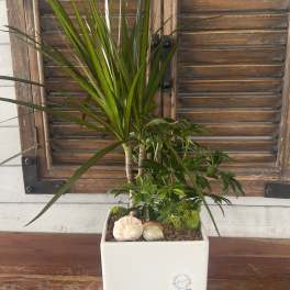 Potted dracaena plant in a white square planter with seashell accents