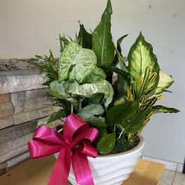 Potted green houseplants in a white bowl with a pink ribbon