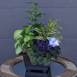 Mixed potted plants in a dark wooden planter with a white ribbon