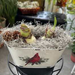 Potted amaryllis bulbs in a white container with decorative moss and pinecones