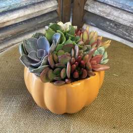 Succulent arrangement in an orange pumpkin-shaped container