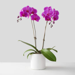 Two magenta orchid stems in a white pot