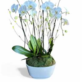 Blue orchids in a light blue pot with moss