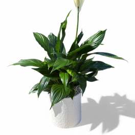 White peace lily in a textured white pot