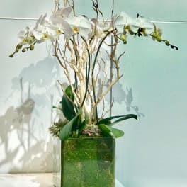 White orchids in a square glass vase with branches and green foliage