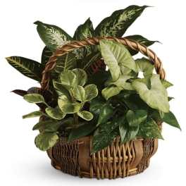 Basket of assorted green houseplants with a woven handle