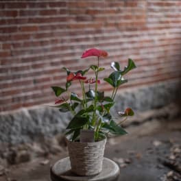 Potted anthurium plant in a woven basket container