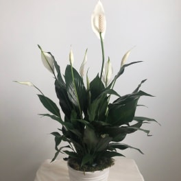 Potted Peace Lily Plant