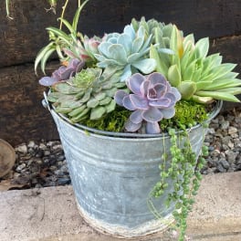 A metal bucket planter filled with assorted succulents and trailing string-of-pearls.
