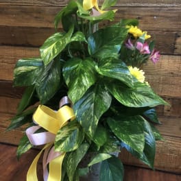 Potted plant with variegated green leaves and small yellow and pink flowers