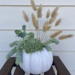 Succulent arrangement in a white pumpkin container with beige dried grasses