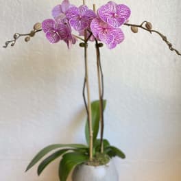 Potted orchid with pink-purple blooms in a white ceramic pot