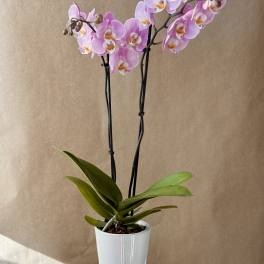 Pink orchid plant in a white pot