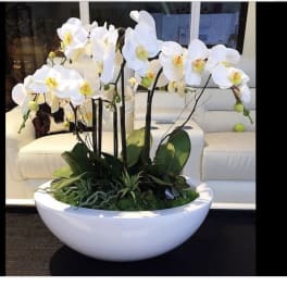 Large white bowl planter with white phalaenopsis orchids and green plants arranged indoors on a table