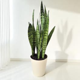 Snake Plant