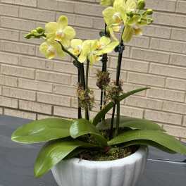 Sunny Day: Petite Yellow Orchid, 4 Spike Garden