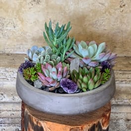 Succulent arrangement in a round gray bowl planter