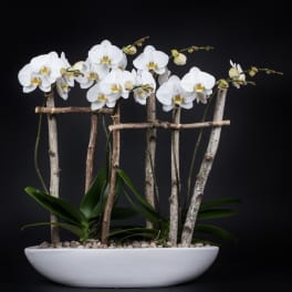 White orchids arranged in a shallow white planter with decorative sticks