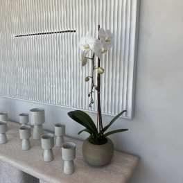 White orchid plant in a round beige pot on a stone table