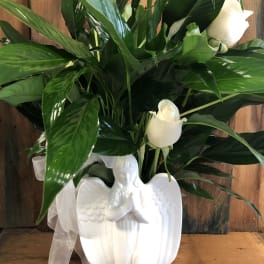 White roses in a white angel vase with a sheer ribbon
